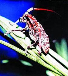 天牛3D图库