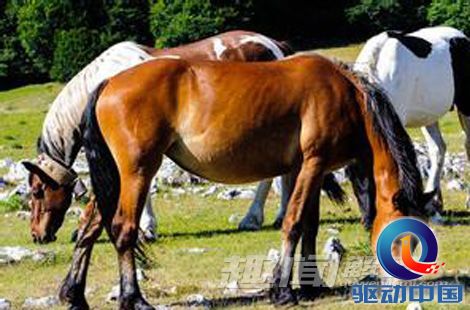 探索2018年四不像特马生肖图，传统与现代交织的奇妙世界四不像特马生肖图2019的24期